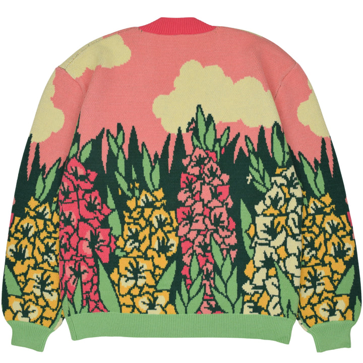 Gladiolus Cardigan